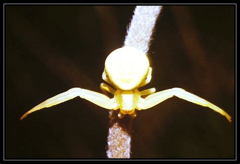 Pavoukovci (Arachnida) - Bobův fotoblog
