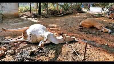 Extent of ecological damage unclear, animals near polymer plant perish ...