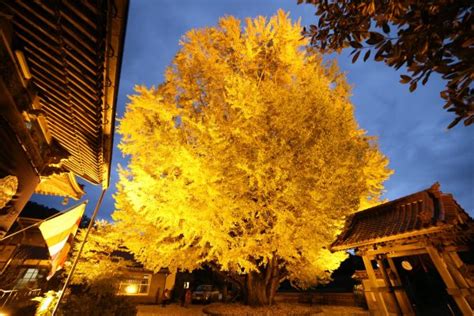 Image result for Ani Algorithm