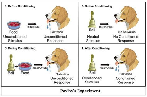 what is pavlov's experiment ? - Brainly.in