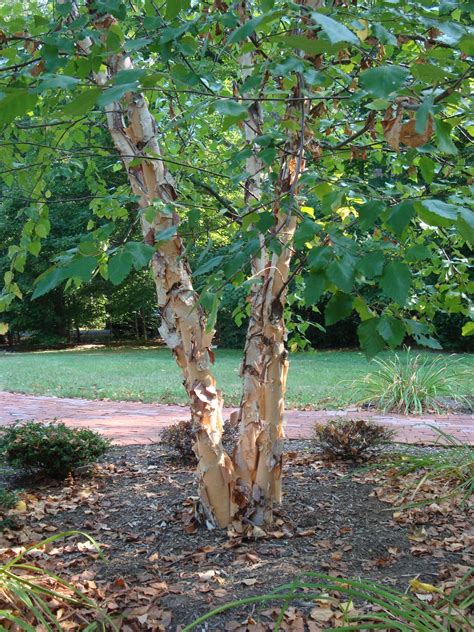 River Birch 'Cully' HERITAGE | Plant Profile | Sylvan Gardens Landscape ...