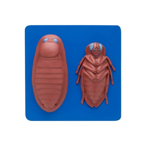 Cockroach Gut Dissection 的图像结果