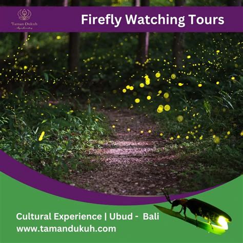 Where To See Fireflies In Bali