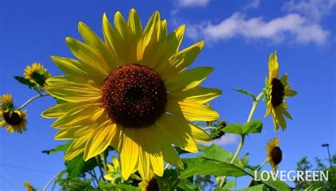 Image result for JavaScript Average 5 No Elements