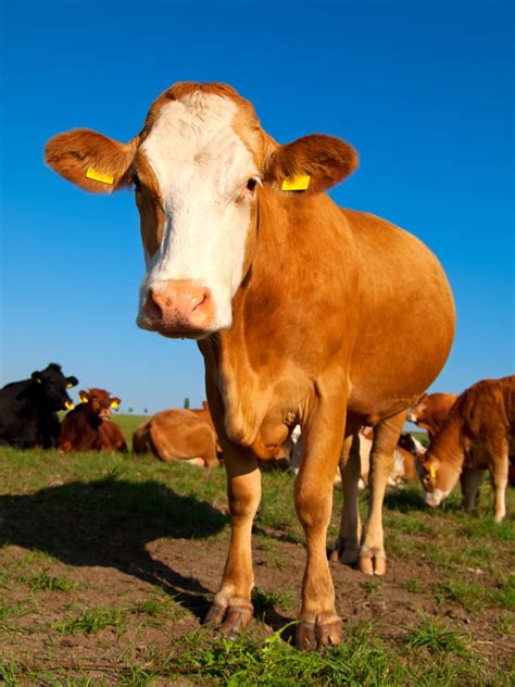 25 Fun & Interesting Facts About Cows for Kids - ChildFun