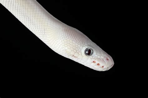 Image result for Blue Eyed Ball Python