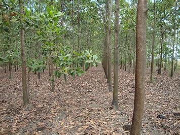 Mall~kerala : 1000 Seeds of Acacia Mangium White Teak Mangium Black ...