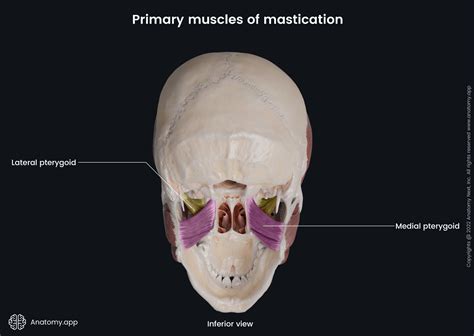 Medial pterygoid | Anatomy.app
