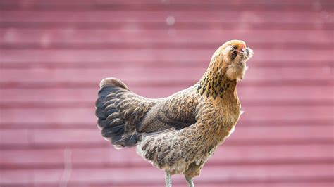 Ameraucana Chicken Eggs: Colors, Size, Cleaning and Nutritional Value ...