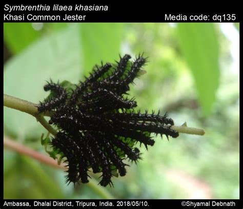 Symbrenthia lilaea | Butterfly