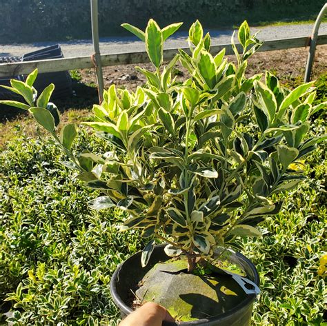 Euonymus ‘Silver King’ - The Greenhouse