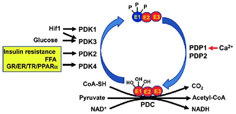 Image result for Genetic Inheritance of Pyruvate Dehydrogenase Complex