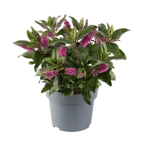 Hebe mix 25-35 cm - Leroy Merlin