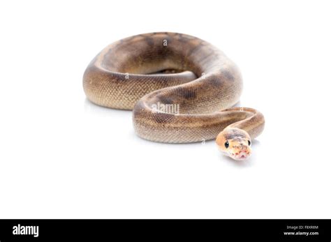 Image result for Champagne Ball Python