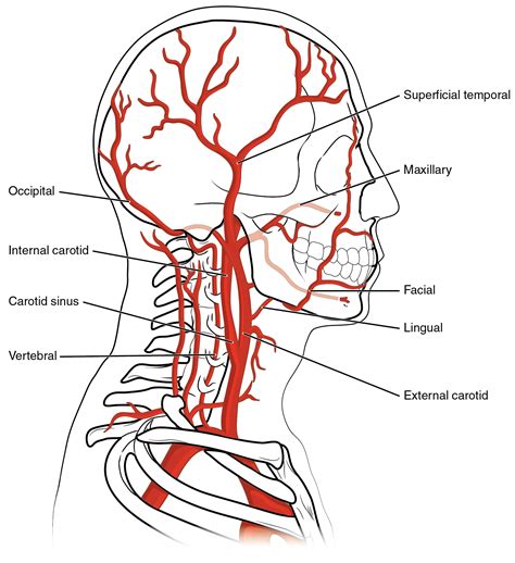 Vertebral Artery