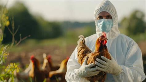 CDC Raises Alarm: Nine H5N1 Bird Flu Mutations Pose Pandemic Threat To ...