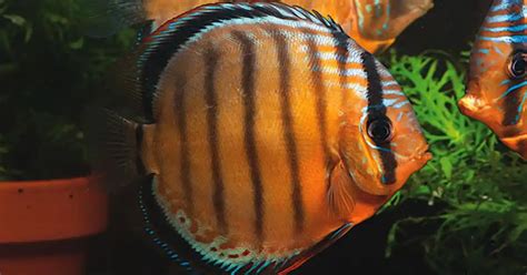 Image result for Discus Fish Water Conditions