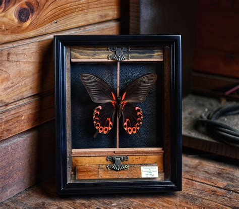 Papilio deiphobus ＆ Papilio rumanzovia | 虫取翁