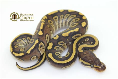 Image result for Marvel Ball Python