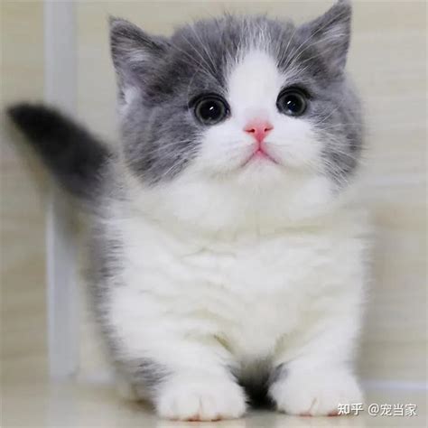 猫的寿命是多久？猫的生命周期是怎样构成的？ - 知乎