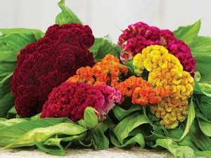 Green World CELOSIA DWARF COCKSCOMB MIXED FLOWER SEEDS FOR KITCHEN ...