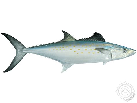 Join Walkin on Water for a Thrilling Day of Fishing Fun!