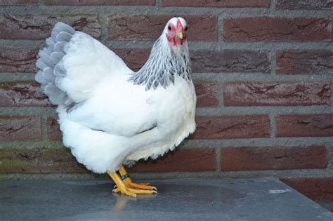 Blue Wyandotte: Breed Profile | Chicken Fans