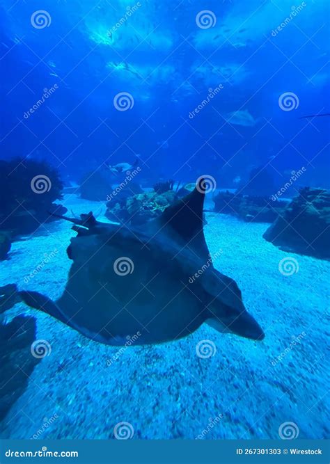 Vertical Shot of a Giant Oceanic Manta Ray Swimming Underwater Stock ...