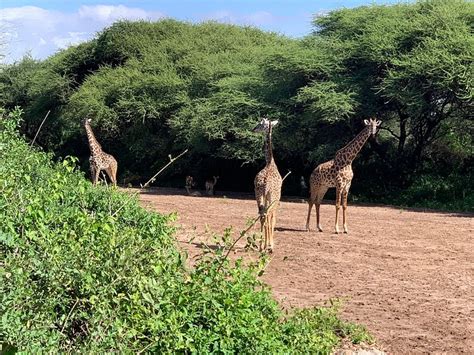 TARANGIRE KATI KATI TENTED CAMP (Kuro Ranger Post) - Campground Reviews ...