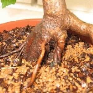 Going Greens 100% Organic Bonsai Potting Soil Mix (5 Kgs) : Amazon.in ...