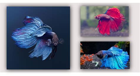 Do Betta Fish Shed Their Scales at Terri Whobrey blog