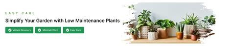 Low Maintenance Plants – ChhajedGarden.com