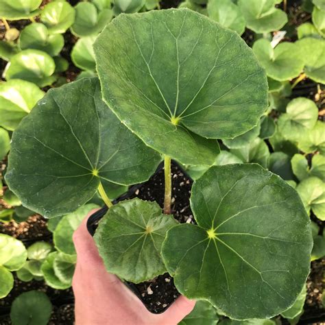 Giant Leopard Plants For Sale at Jack Drake blog