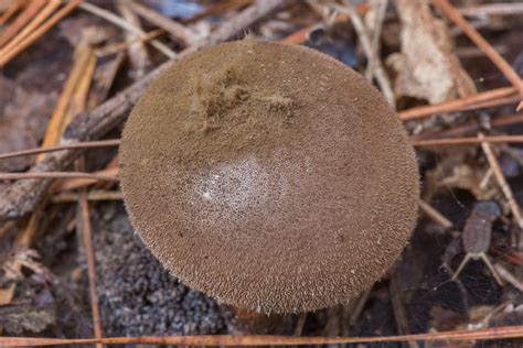 Lycoperdon umbrinum: The Umber Brown Puffball