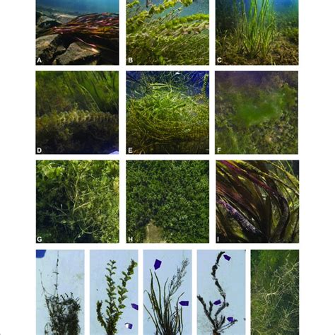 Image result for Vegetations Field Study Examples