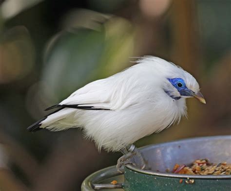 Pictures and information on Bali Myna