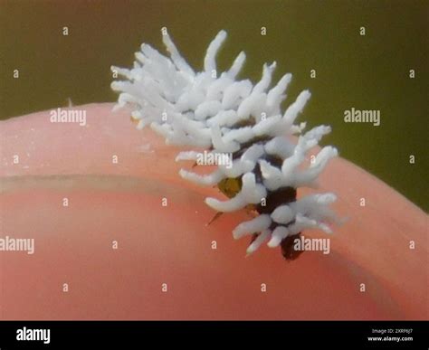 Mealybug Destroyer (Cryptolaemus montrouzieri) Insecta Stock Photo - Alamy