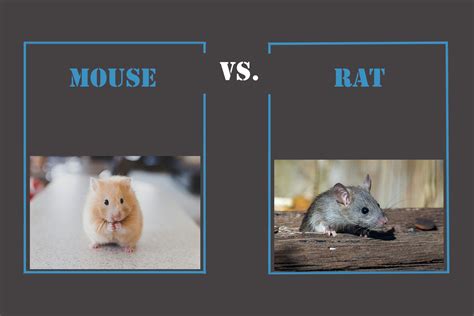 Mouse vs. Rat Infestations: Key Differences And Extermination ...