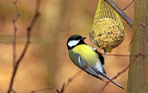 Can Birds Eat Oats? A Guide to Safely Feeding Birds!