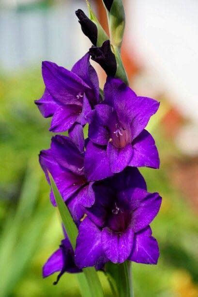 SVG Gladiolus flower bulbs for Your Garden | purple Gladiolus Flowering ...