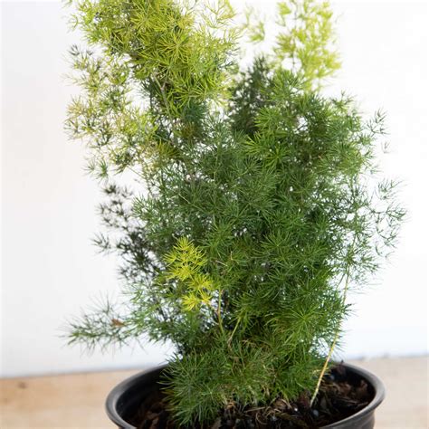 Image result for Using Ming Fern to Replicate Tree Trees