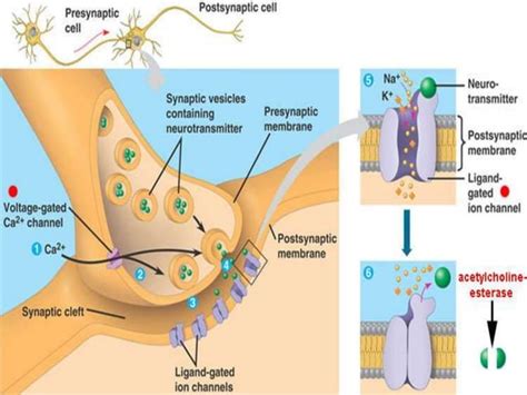 Image result for Treppe Muscle Contraction