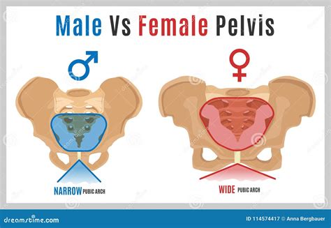 Male Pelvis Vs Female Pelvis
