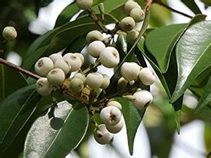Trothic Gardens Tropical Fruit Live Plant - Dwarf Rare Syzygium ...