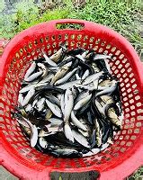 “Climate Resilient Technology Demonstration and Fish Harvesting” in ...