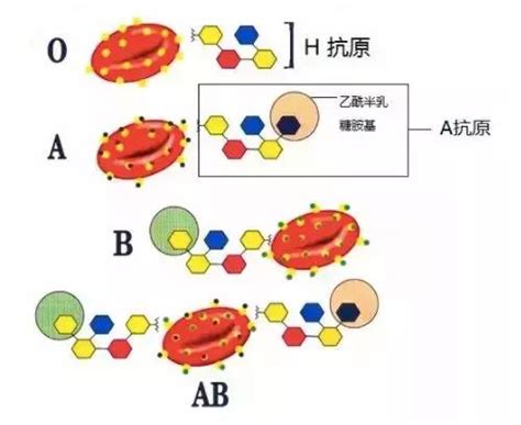 夫妻血型不合，能要孩子吗？-华中科技大学同济医学院附属协和医院