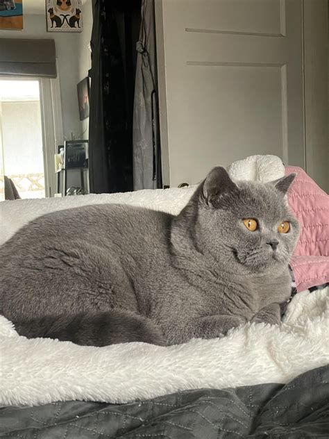 Not a cuddler, but always close by 🧡 : r/britishshorthair