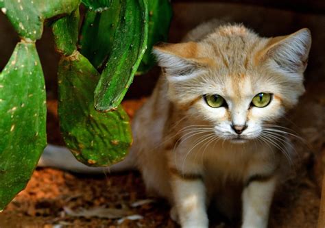 Sand Cat - Indianapolis Zoo