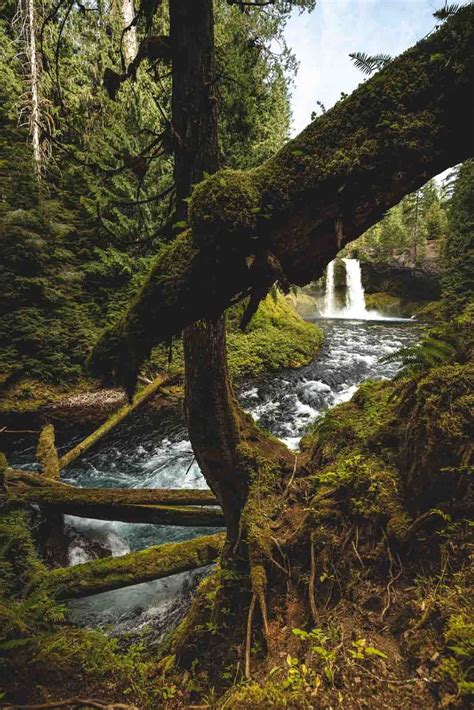 Your Guide To Hiking The McKenzie River Trail | Oregon is for Adventure