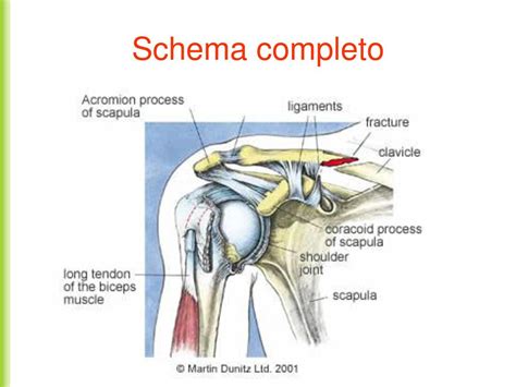 Image result for Acromion Function